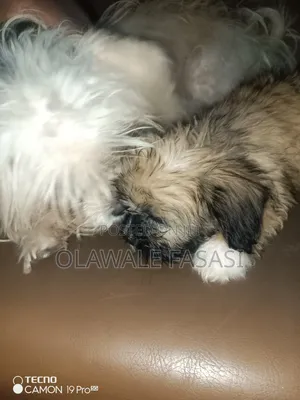1-3 months Male Purebred Lhasa Apso