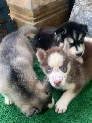 1-3 months Female Purebred Siberian Husky