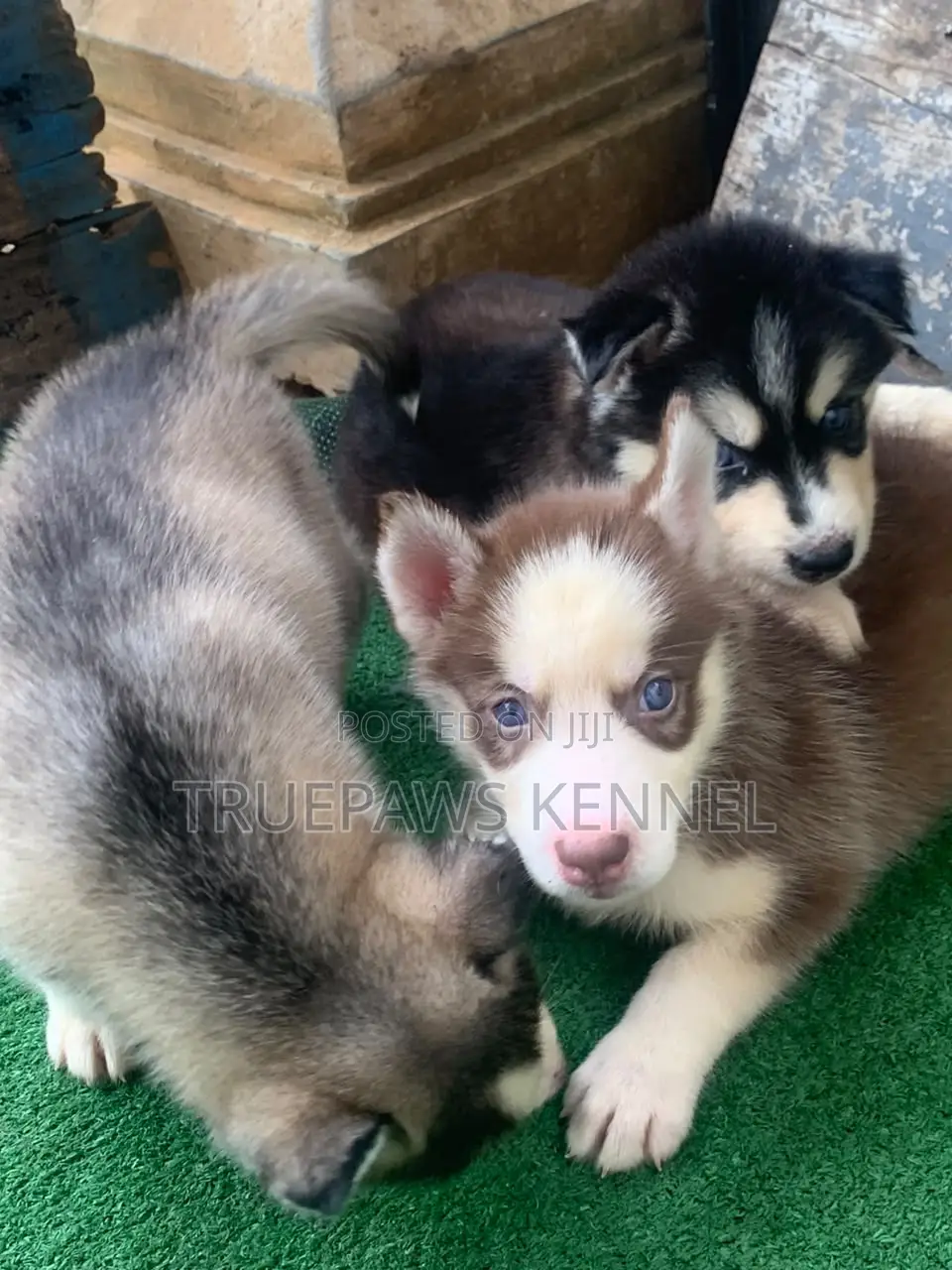 1-3 months Female Purebred Siberian Husky