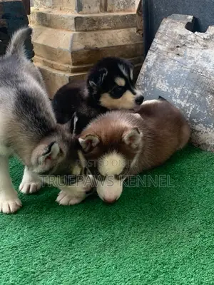1-3 months Female Purebred Siberian Husky