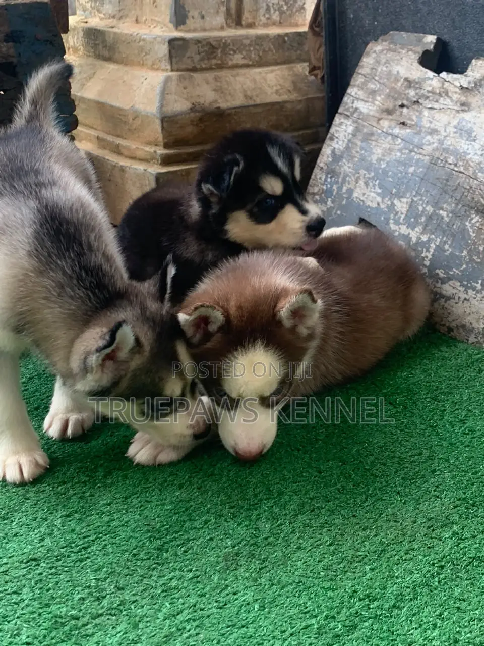 1-3 months Female Purebred Siberian Husky