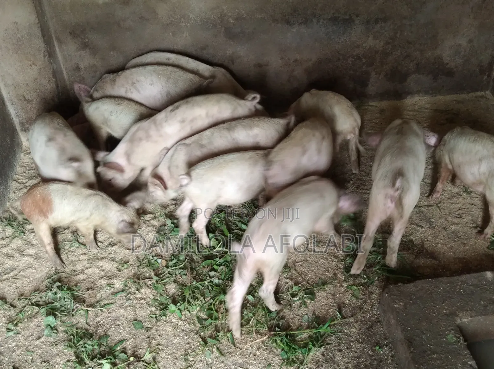 Piglets for Sell