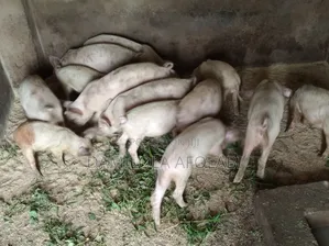 Piglets for Sell