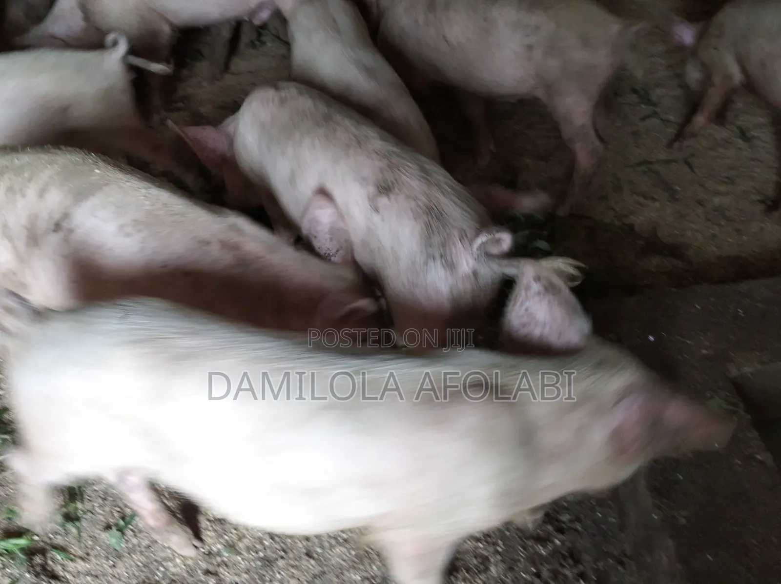 Piglets for Sell