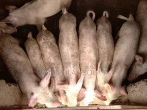 Piglets for Sell
