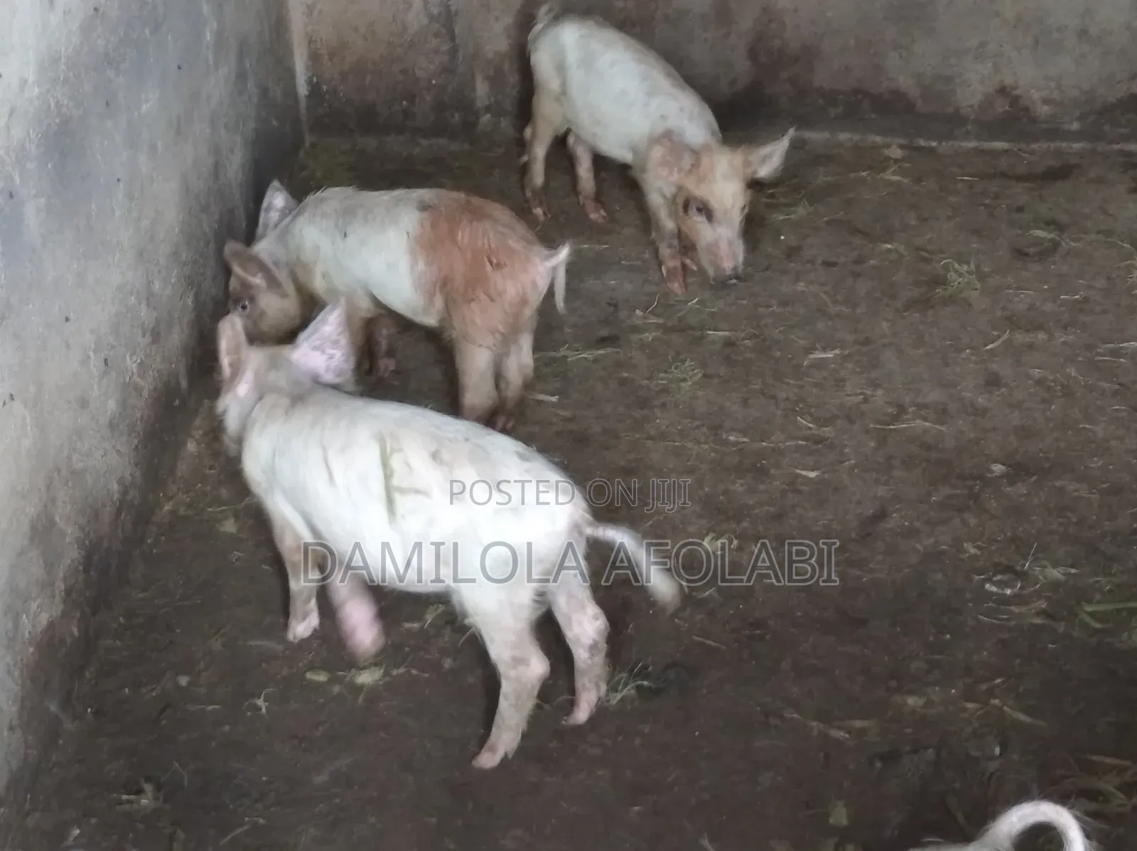 Piglets for Sell