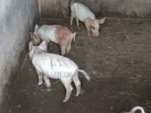 Piglets for Sell