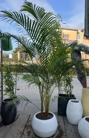 Areca Palm (Dypsis Lutescens), Also Commonly Called the Golden Cane P