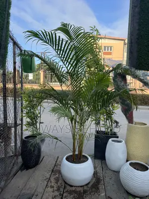 Areca Palm (Dypsis Lutescens), Also Commonly Called the Golden Cane P
