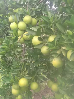 Sweet Orange Seedlings