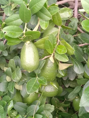 Lemon Tree Seedlings