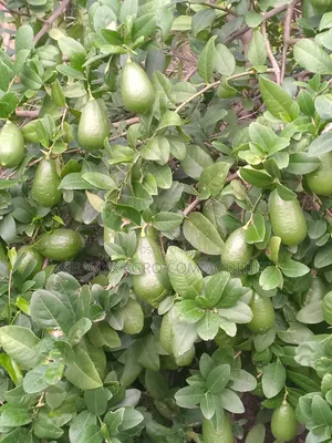 Lemon Tree Seedlings
