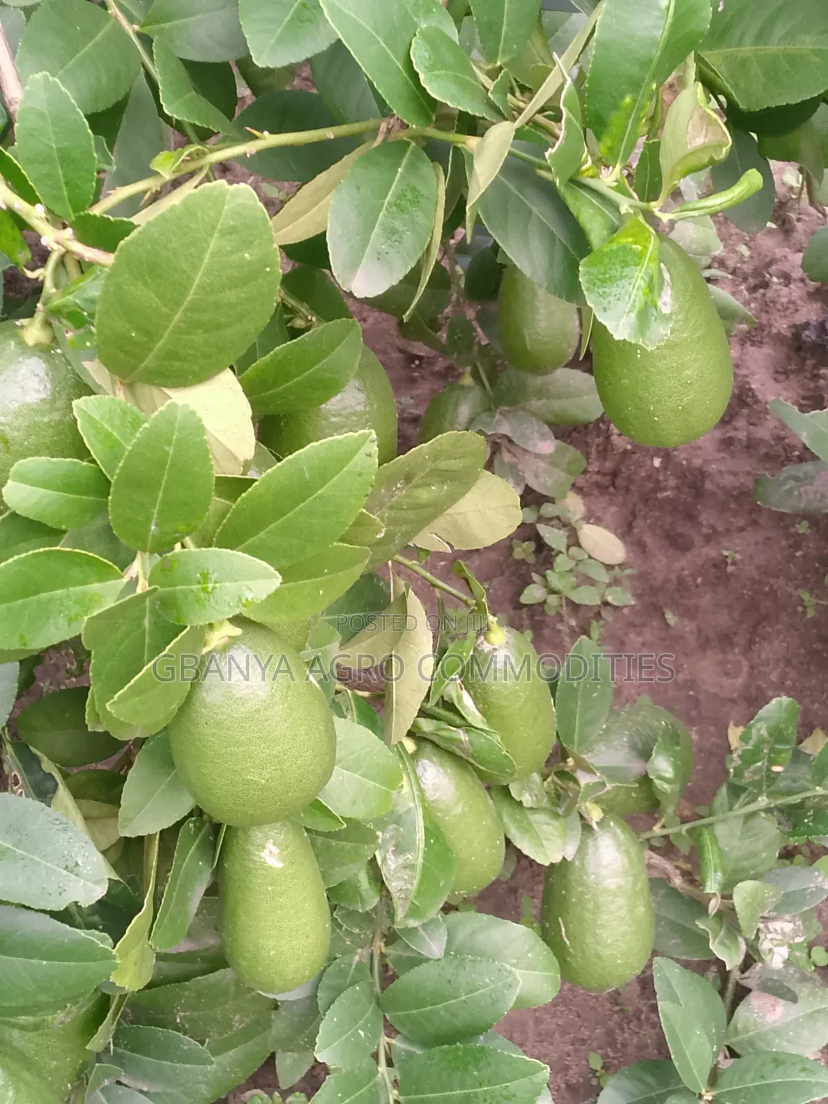 Lemon Tree Seedlings