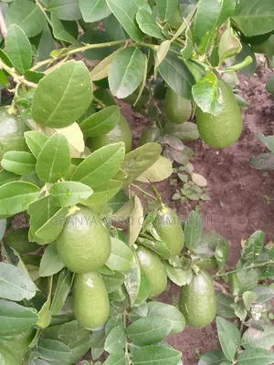 Lemon Tree Seedlings