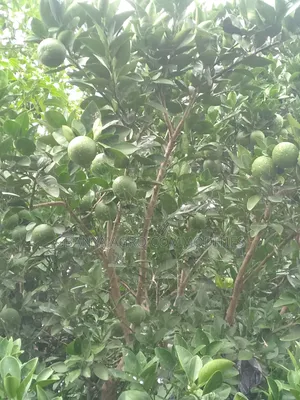 Sweet Washington Navel Orange Seedlings