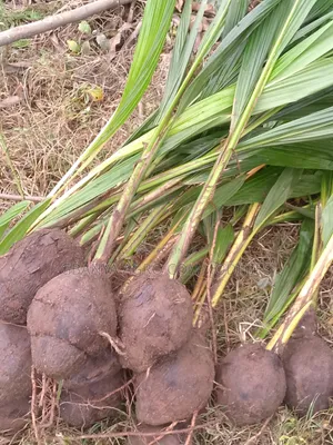 Malaysian Dwarf Coconut Seedlings