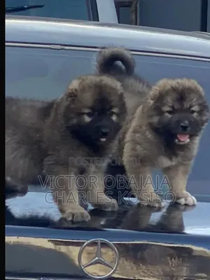 1-3 months Female Purebred Caucasian Shepherd
