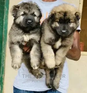 1-3 months Female Purebred Caucasian Shepherd