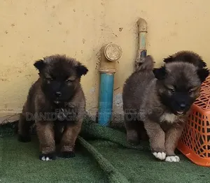 1-3 months Female Purebred Caucasian Shepherd