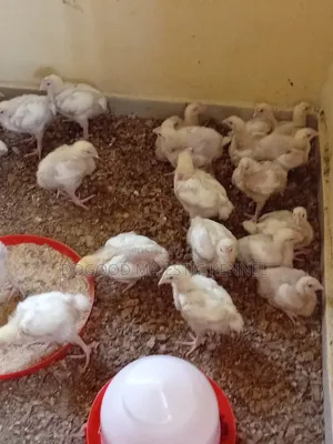 Broiler Birds