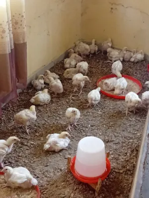 Broiler Birds