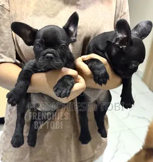 1-3 months Female Purebred French Bulldog