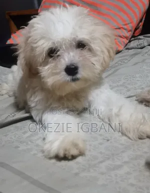 3-6 months Male Purebred Lhasa Apso