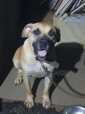 1+ year Female Purebred Boerboel