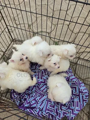 1-3 months Female Purebred American Eskimo