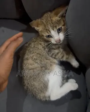 1-3 months Male Purebred Cat