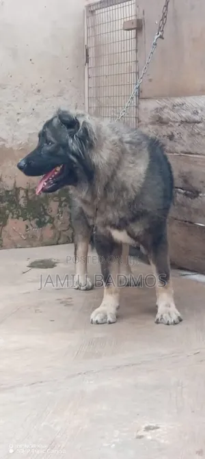 1+ year Female Purebred Caucasian Shepherd