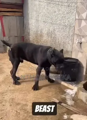 1+ year Male Purebred Cane Corso