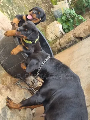 1-3 months Female Purebred Rottweiler