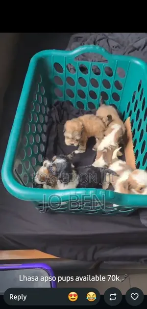 1-3 months Female Purebred Lhasa Apso