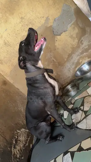 1+ year Female Purebred American Pit Bull Terrier
