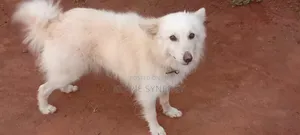 1+ year Male Purebred American Eskimo
