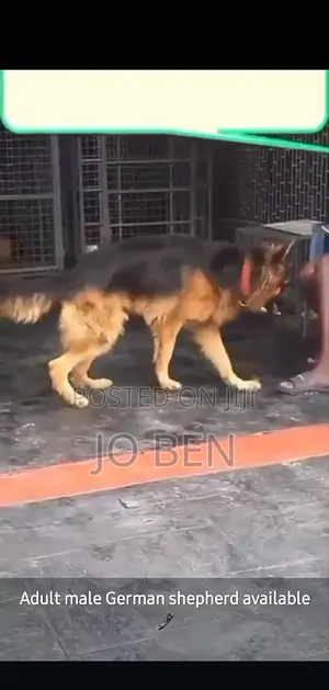 6-12 months Male Purebred German Shepherd
