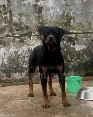 1+ year Male Purebred Rottweiler