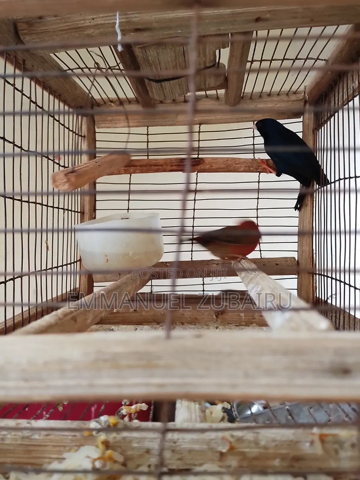 Emmy's Pets