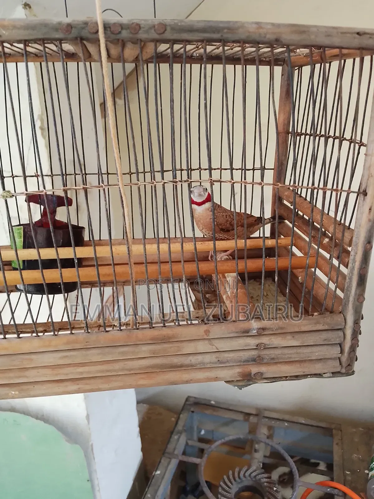 Emmy's Pets
