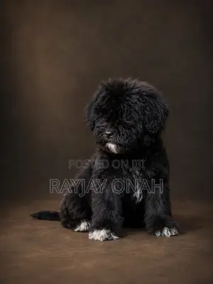 1-3 months Male Purebred Lhasa Apso