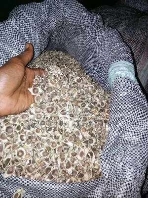Moringa Seeds
