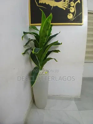 Planter Available