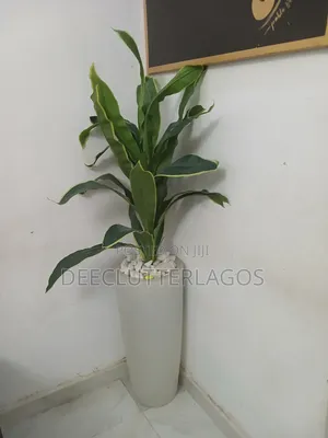 Planter Available