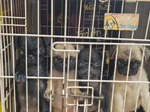 1-3 months Female Purebred Pug