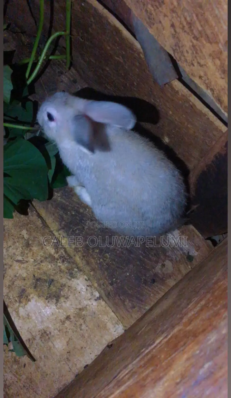 Rabbit Is Available for Sales.