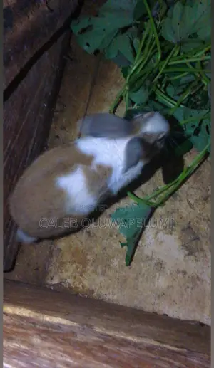 Rabbit Is Available for Sales.