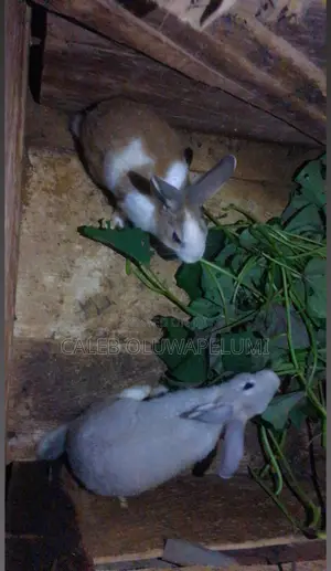 Rabbit Is Available for Sales.