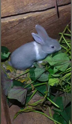 Rabbit Is Available for Sales.