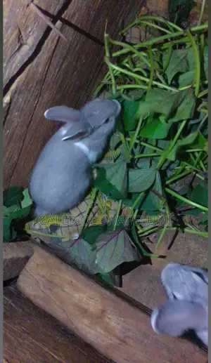 Rabbit Is Available for Sales.